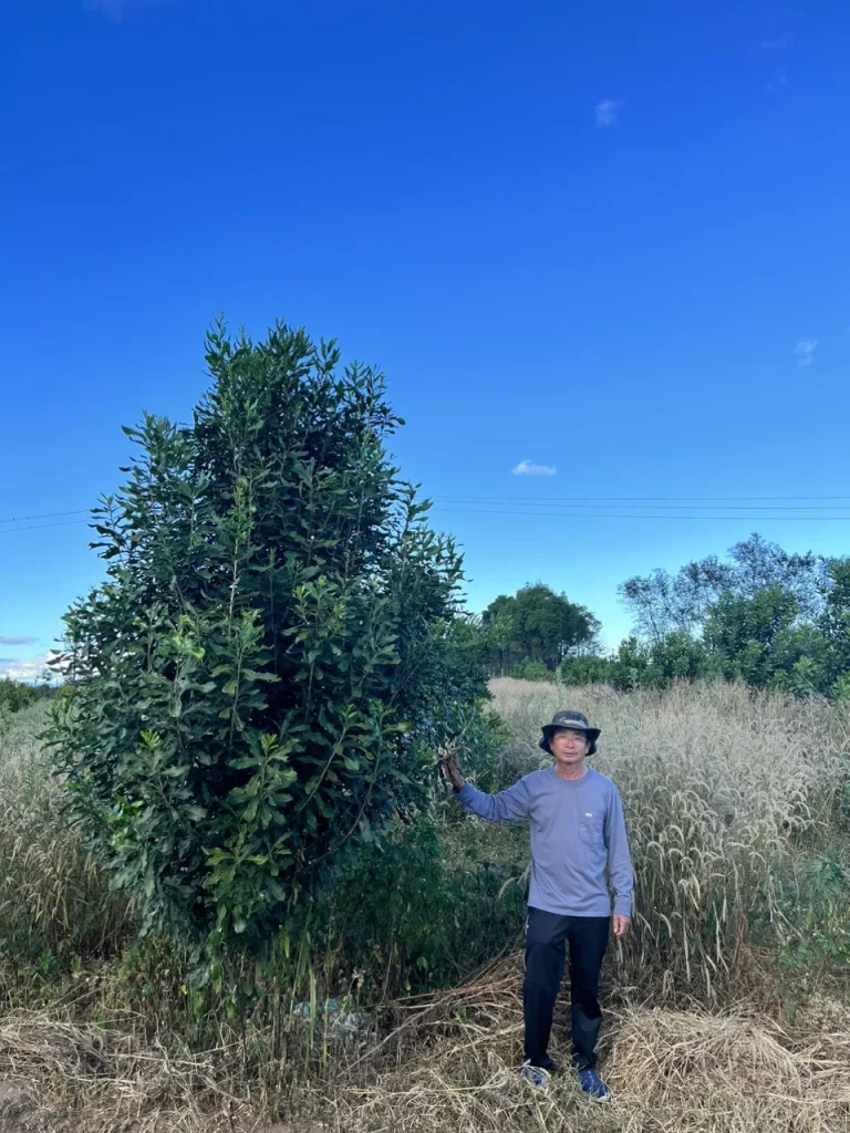 Cây macadamia giữa bãi cỏ