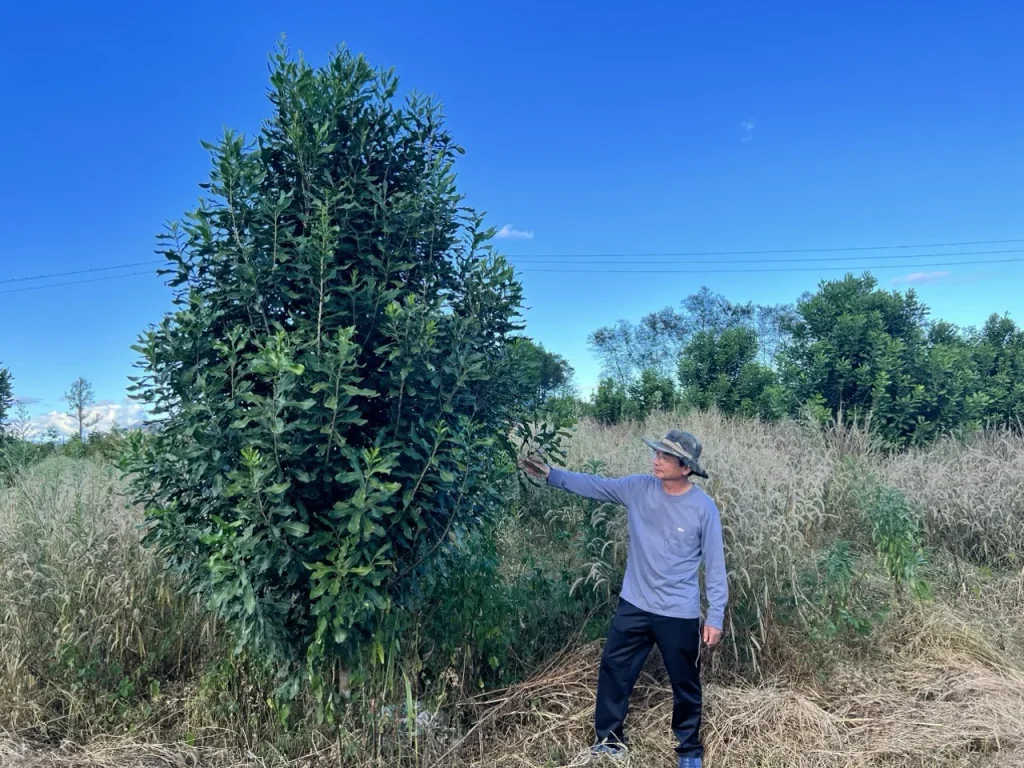 Cây macadamia trong vườn
