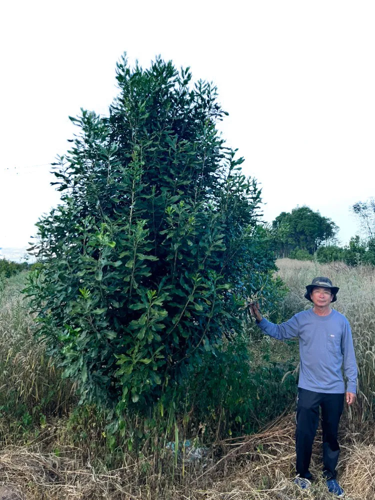 Chủ vườn đứng cạnh cây macadamia