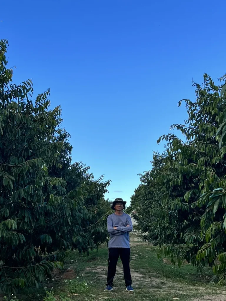 Chủ vườn đứng giữa hai hàng sầu riêng