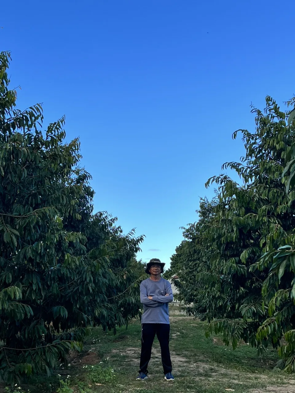Chủ vườn đứng giữa hai hàng sầu riêng