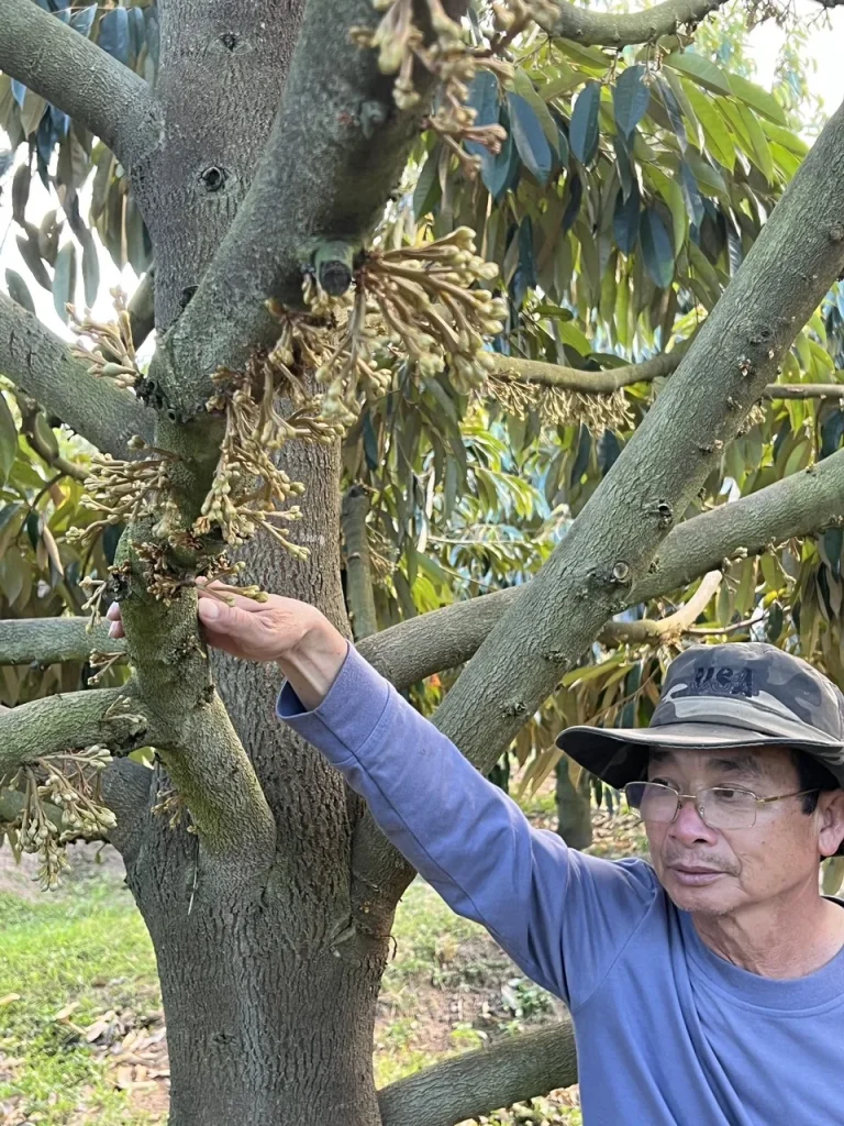 Chủ vườn kiểm tra chùm hoa sầu riêng